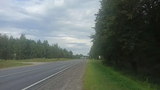 С 19:00 до 02:00: водителям назвали самые опасные часы из-за лосей